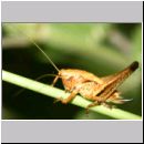 Metrioptera brachyptera - Kurzflueglige Beissschrecke w01 Nymphe.jpg